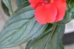 rosso e verde...