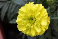 giallo...