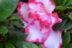 bianco e fucsia...