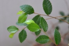 verde...