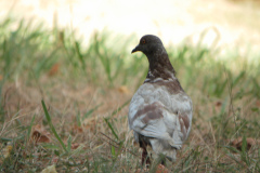 columba livia