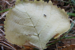 formicidae latreille