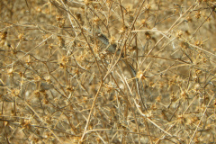 lacertilia