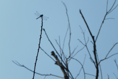 libellula