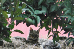 felis catus