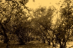 campagne campane