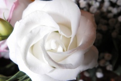 rosa bianca