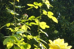 rosa gialla
