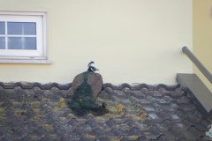 pavo cristatus