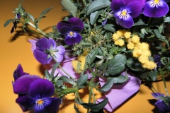 viole e mimosa