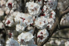 fior di ciliegio