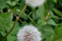 soffione