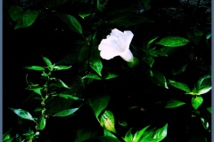 bianco...