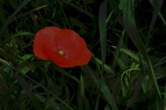 papavero