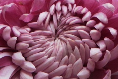 rosa...