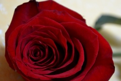 rosa rossa