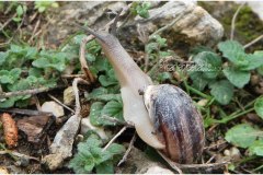 lumaca