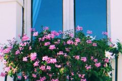 fiori alla finestra