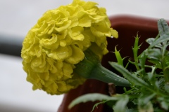 giallo...