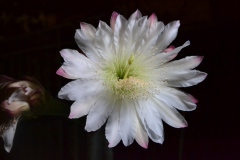 echinopsis