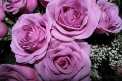 rose lilla