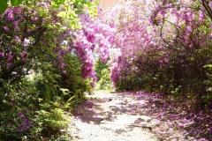 bouganville