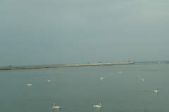 cygnus
