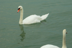 cygnus