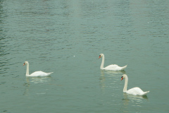 cygnus