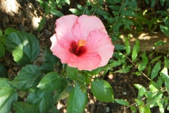 ibisco