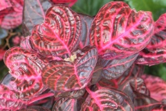 foglie dalle venature rosse