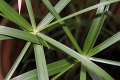 papiro