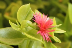 pianta grassa in fiore