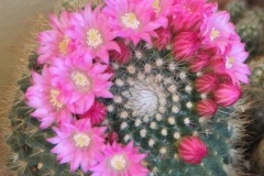 pianta grassa in fiore