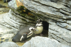 sfeniscidi