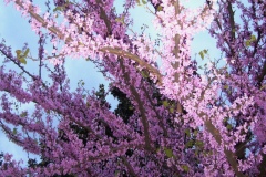 fiore di pesco