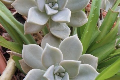 echeveria