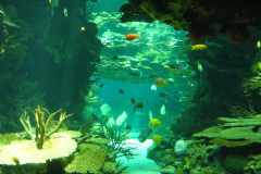 acquario di Lisbona