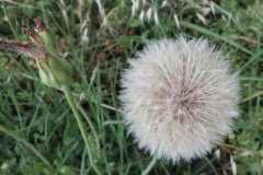 soffione