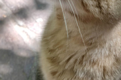 gattino