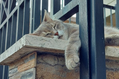 gattone