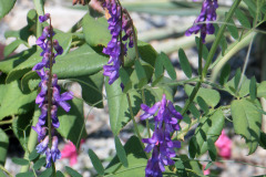 lilla, verde e rosa