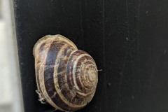chiocciola