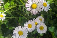 leucanthemum