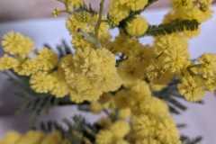 acacia dealbata