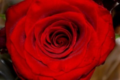 rosa rossa