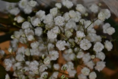 Gypsophila
