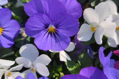 viole del pensiero