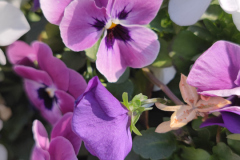 viole del pensiero