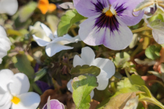 viole del pensiero